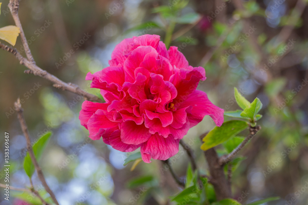 Fototapeta premium Beauty summer flowers