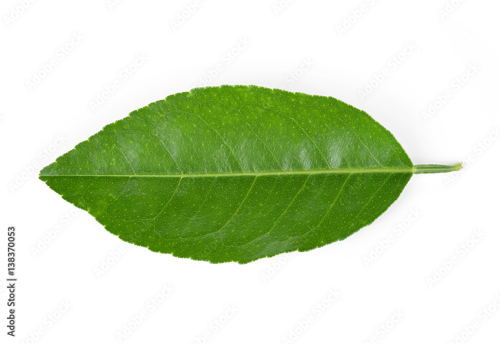 Obraz premium Lemon leaves isolated on white