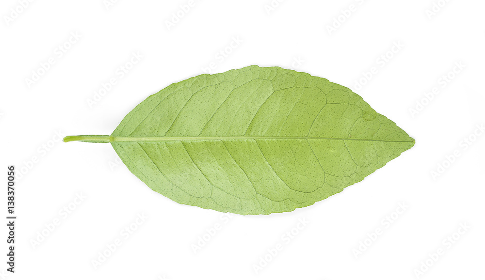 Fototapeta premium Lemon leaves isolated on white