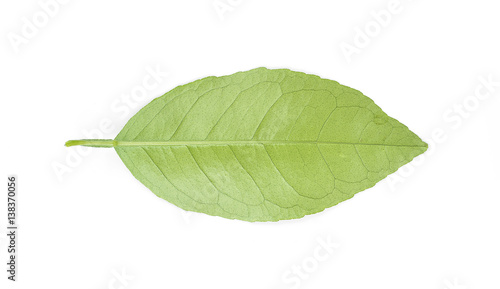 Lemon leaves isolated on white