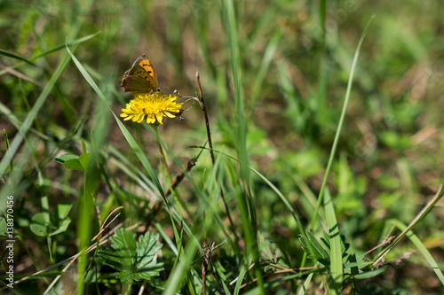 butterfly on a flower