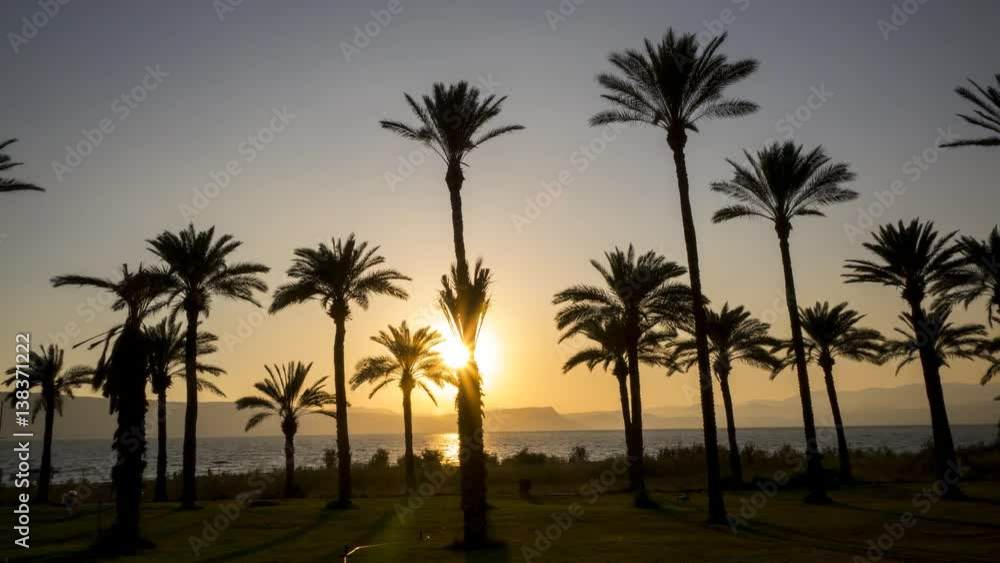 Palmtrees at the shore of Sea of Galilee in Kibbutz Ein Gev (Israel) during sunset. Palmtrees at the shore of Sea of Galilee in Kibbutz Ein Gev (Israel) during sunset.