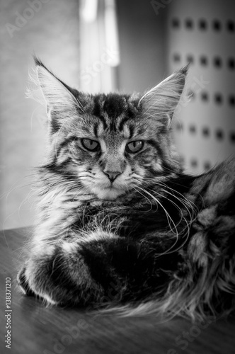 Maine Coon