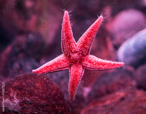 five arm starfish sea star holds to glass photo