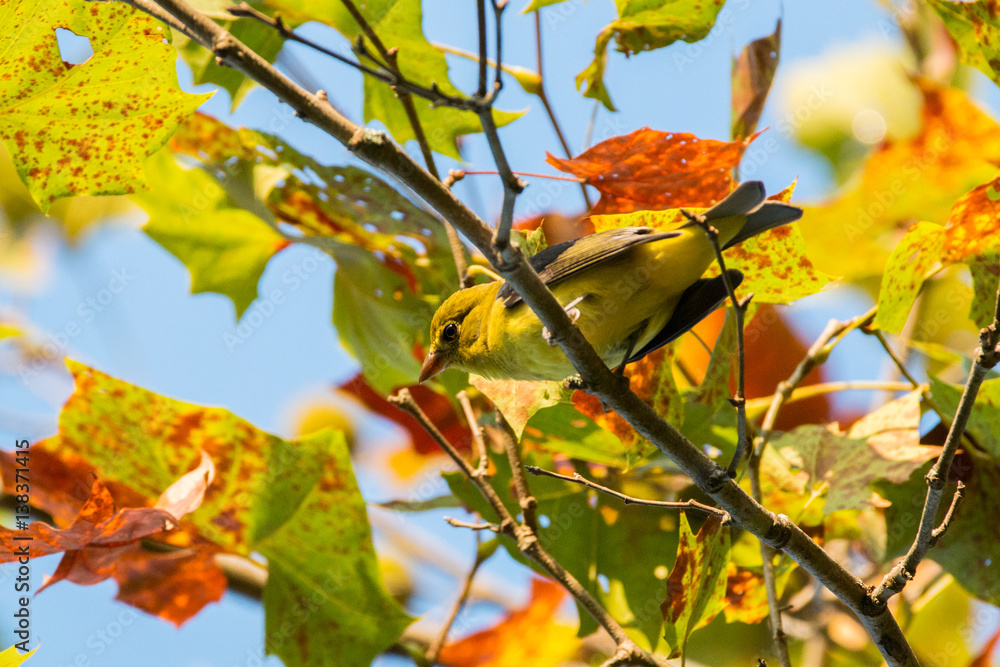 Fototapeta premium Tanager on Branch