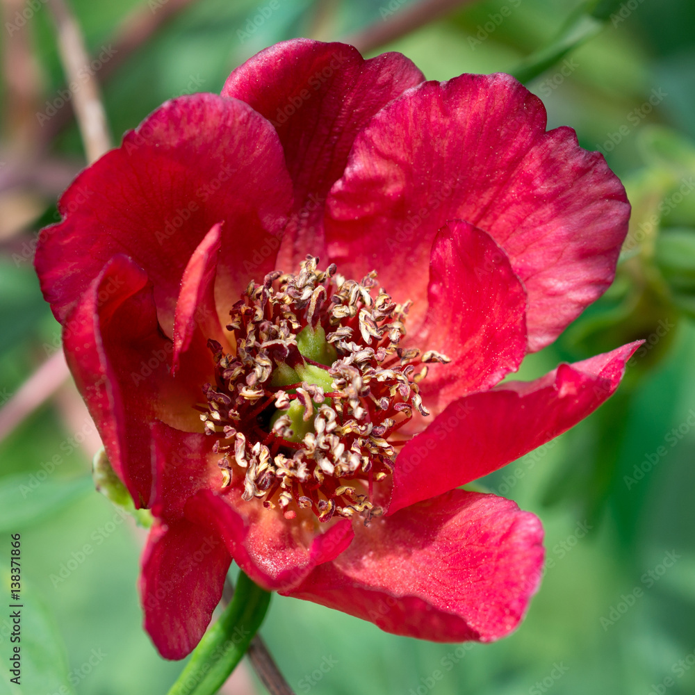 Paeonia delavayi  flower