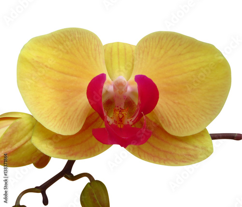 Wild yellow orchid