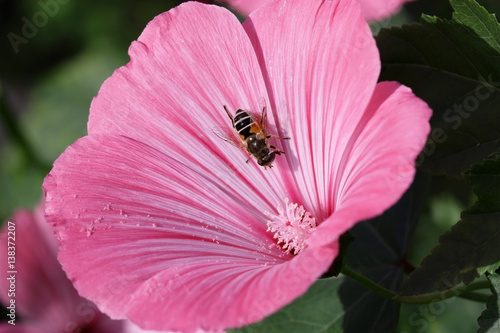 The bee sitting on a pink flower lavater a close up.Malva. Macro. Flower vegetable background horizontally. Malvaceae family