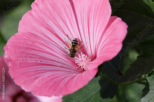 The bee sitting on a pink flower lavater a close up.Malva. Macro. Flower vegetable background horizontally. Malvaceae family