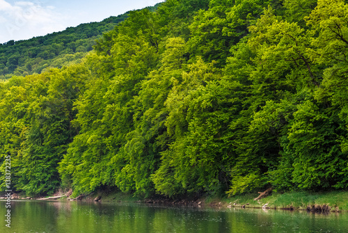 River among the forest in picturesque Carpathian mountains in summer