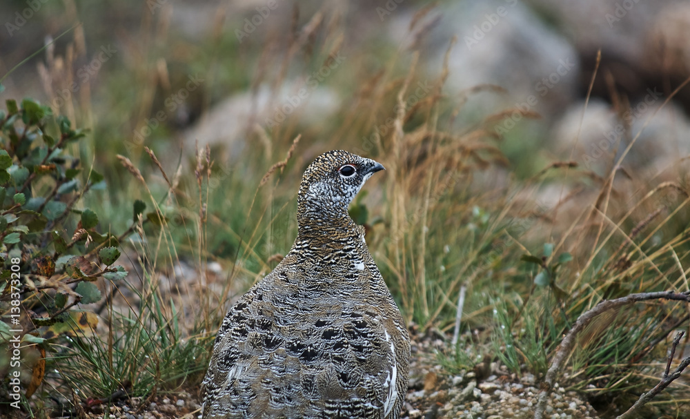 Ular faqat eshakda sikishadi, anal qattiq. Tanga kiygan uy qurgan xotini