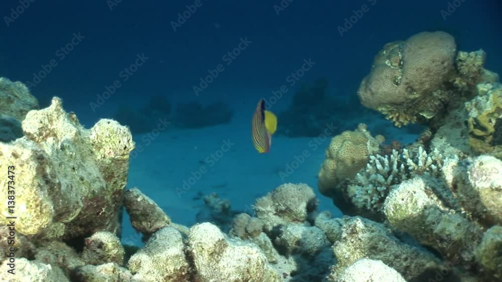 Butterfly fish in coral on background underwater landscape in Red sea. Swimming in world of colorful beautiful world of coral reefs and algae. Inhabitants in search of food. Abyssal diving. Butterfly fish in coral on background underwater landscape in Red sea. Swimming in world of colorful beautiful world of coral reefs and algae. Inhabitants in search of food. Abyssal diving.