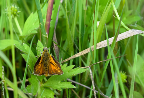 Large Skipper Butterfly - Ochlodes sylvanus photo