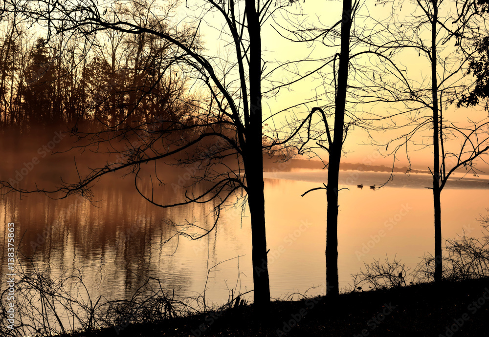 trees Am Lake reflection swans cr2017darrelljbanks trees Am Lake reflection swans cr2017darrelljbanks