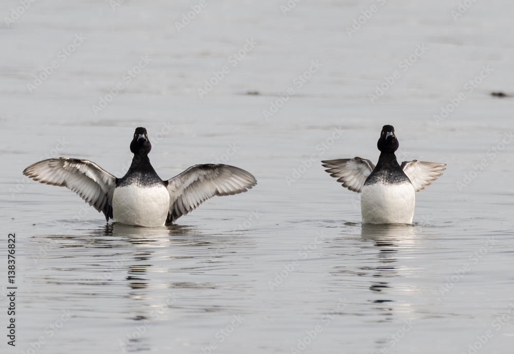 Tufted ducks (Aythya fuligula) with wings spread. Long-winged and short-winged forms of a small diving duck, showing black and white plumage. Tufted ducks (Aythya fuligula) with wings spread. Long-winged and short-winged forms of a small diving duck, showing black and white plumage.