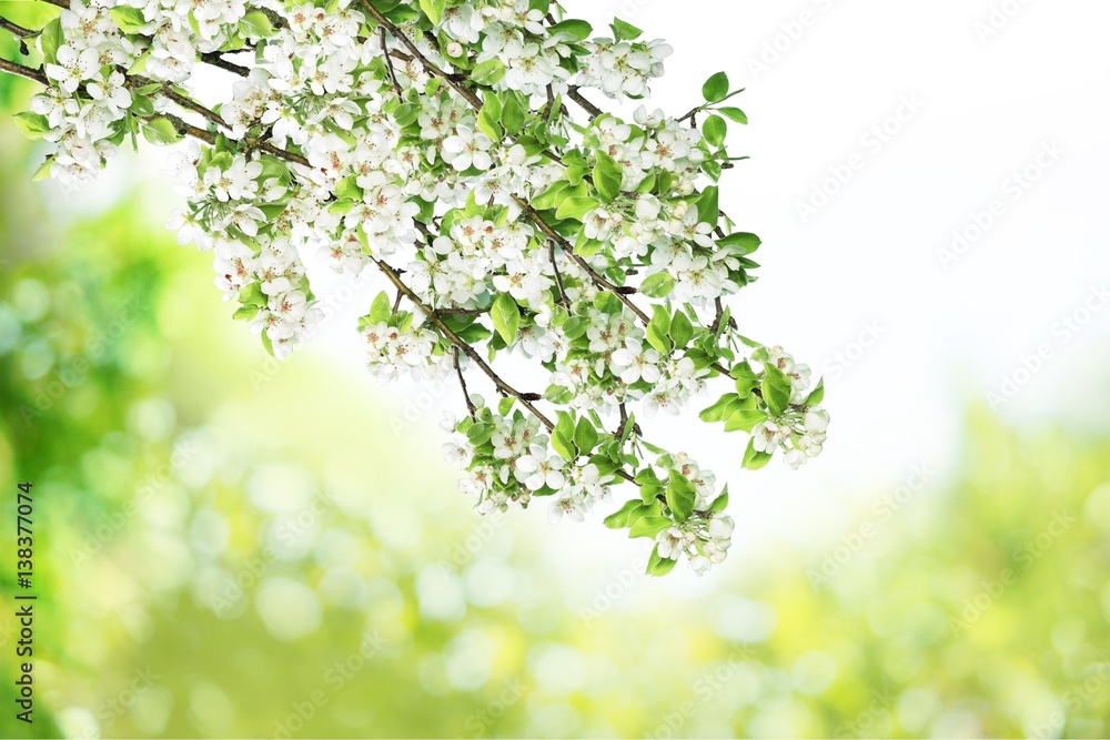 Blossoms. Blossoms.
