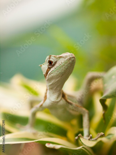 Portrait of Jesus Christ Iguana lizard - Laemanctus serratus photo