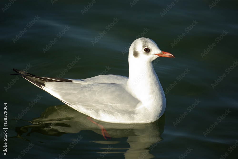 Mouette grise à bec rouge en hiver Mouette grise à bec rouge en hiver