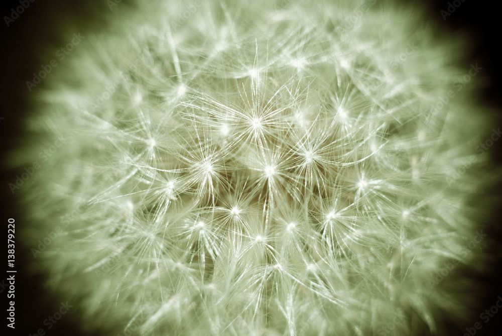 Fototapeta premium Dandelion close up