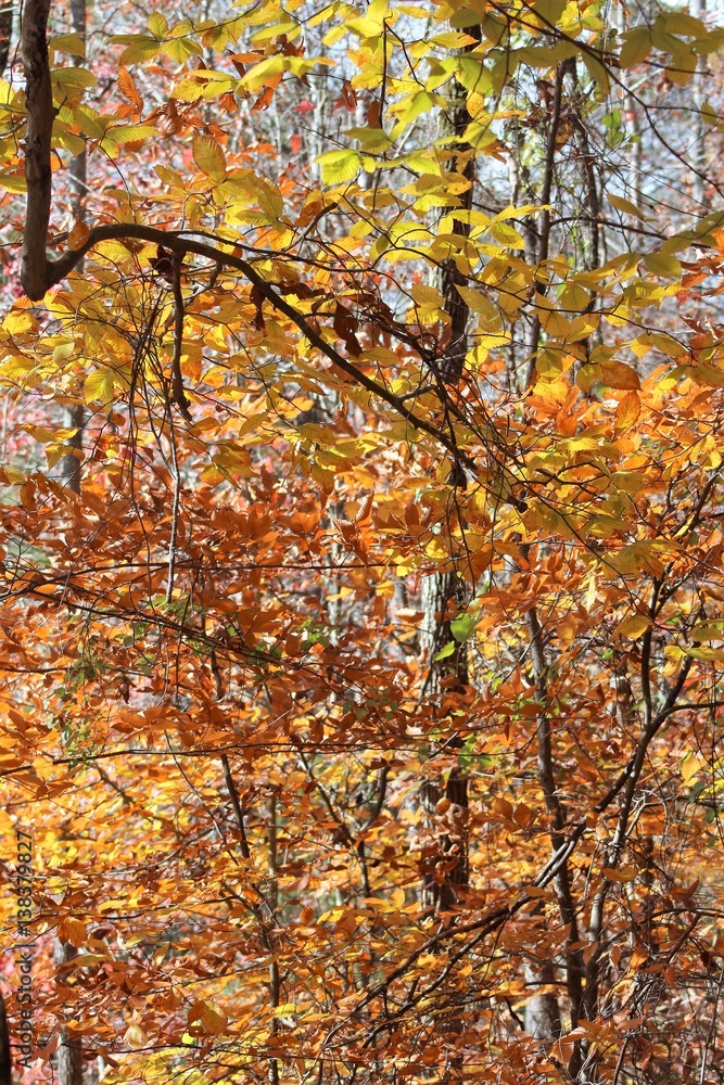 tree tree