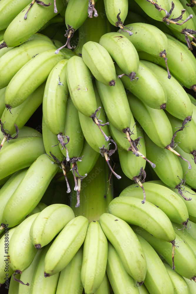 a bunch of green bananas a bunch of green bananas