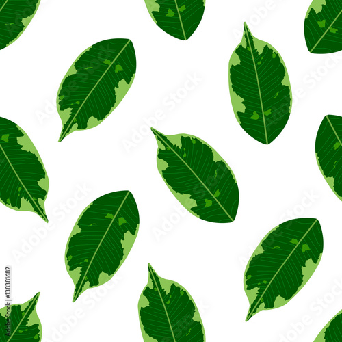 seamless foliage pattern. detailed botanical illustrations of exotic leaves ficus.  © G