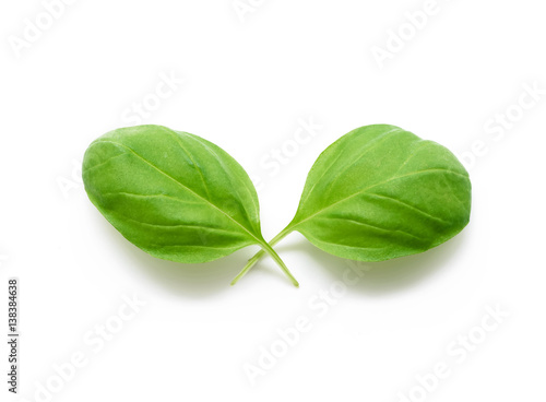 Basil leaves spice isolated on white background.