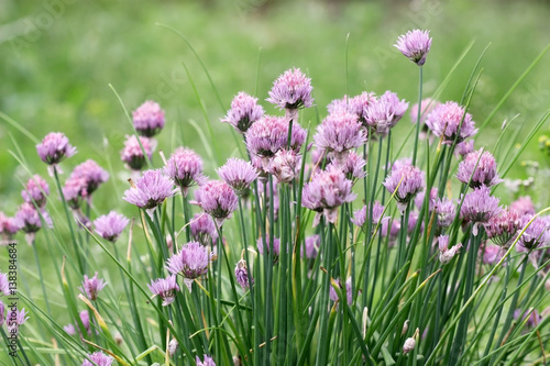 The decorative blossoming violet onions.  Allium schoenoprasum