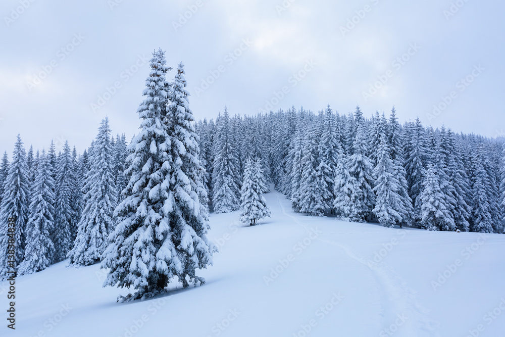 The path leads to the snowy forest. The path leads to the snowy forest.