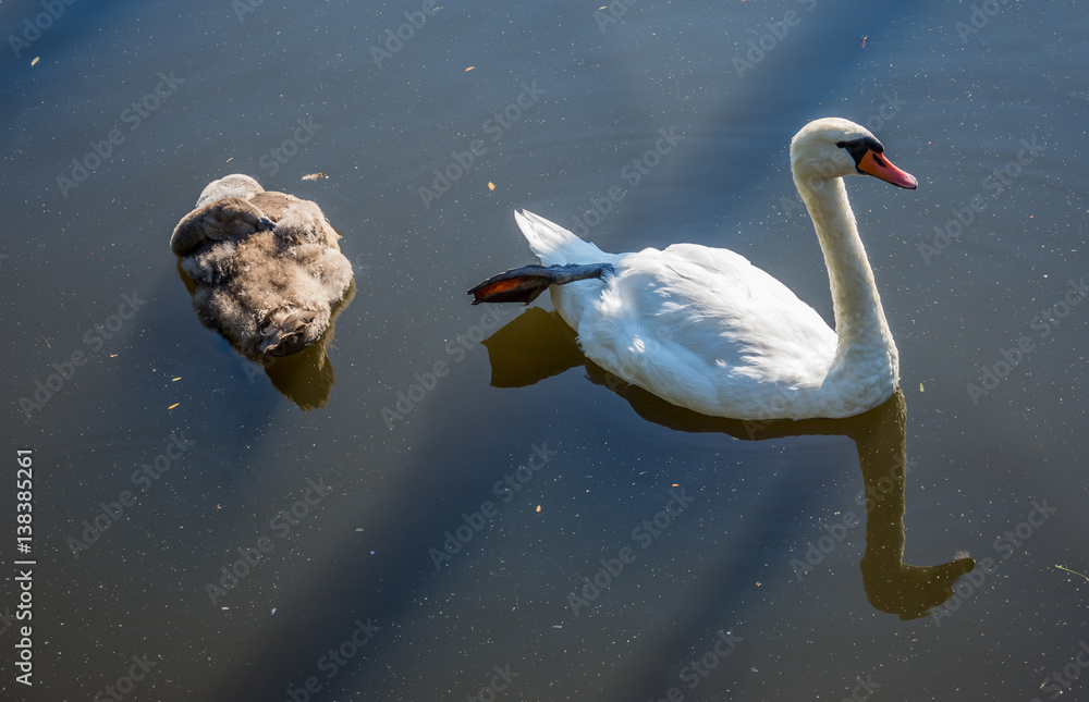 Naklejka premium En svan med svanungar i vattnet utanför Hammarby sjöstad 1/2