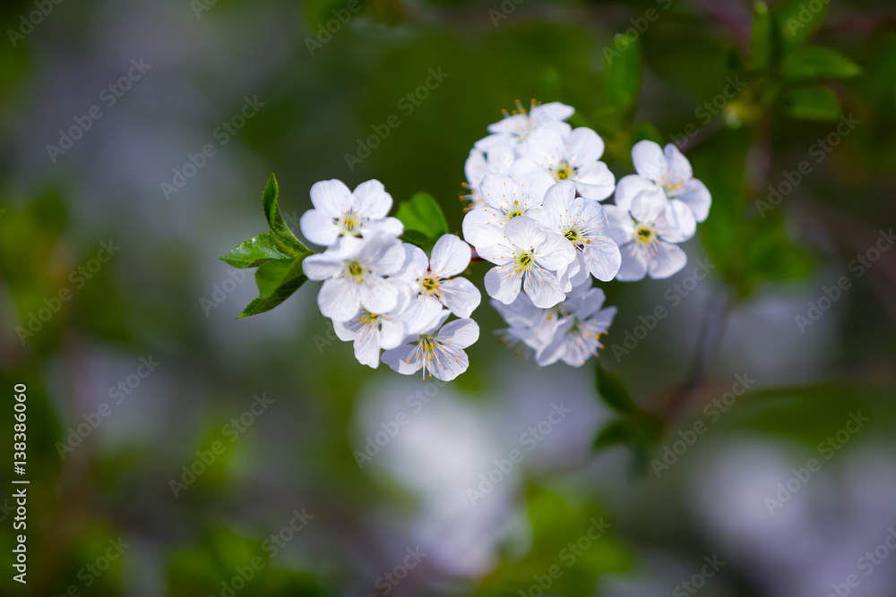 Branch with white blossoms on a gray background. Branch with white blossoms on a gray background.
