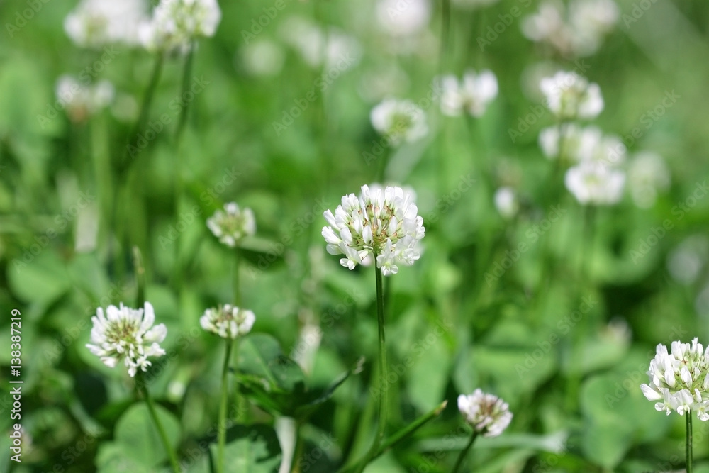 Lawn with the blossoming white Clover in sunny day. Close up. Macro. Vegetable background gorizontally. Fabaceae Family. Trifolium pratense. Lawn with the blossoming white Clover in sunny day. Close up. Macro. Vegetable background gorizontally. Fabaceae Family. Trifolium pratense.
