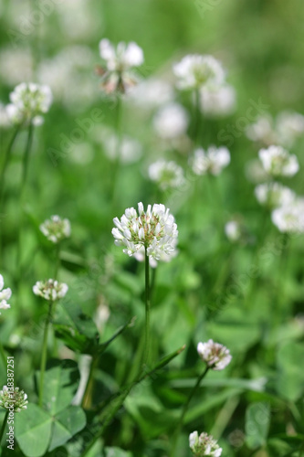 Lawn with the blossoming white Clover in sunny day. Close up. Macro. Vegetable background vertically. Fabaceae Family. Trifolium pratense.