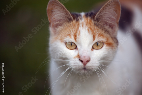 portrait of a beautiful cat