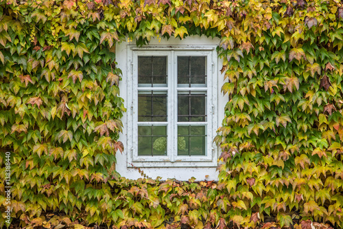 mit Efeu bewachsene Fenster von barocker Villa
