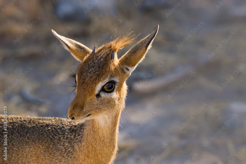 Φωτογραφία Portrait of Kirk's dik-dik (Madoqua kirkii), the smallest antelope of the savanna