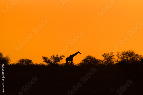 Giraffe silhouette with evening orange sunset. Wildlife Background.