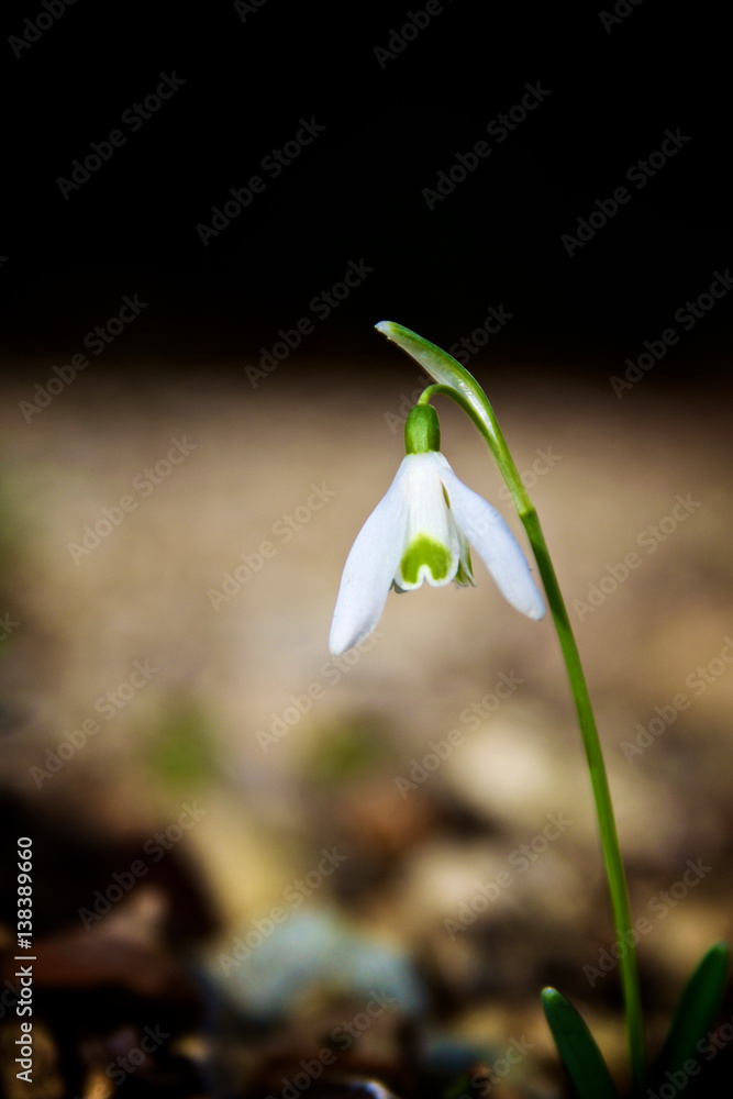 Snowdrops