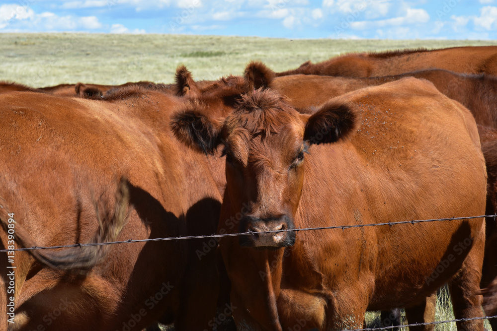 Beef cattle in pasture in ND Beef cattle in pasture in ND