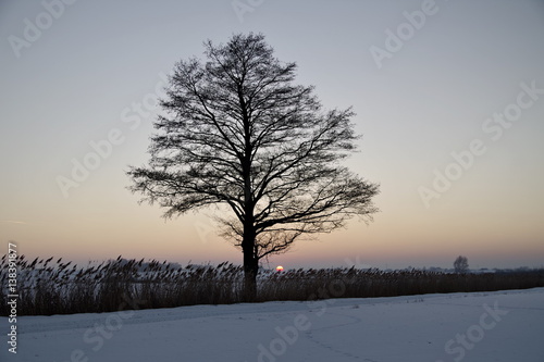 drzewo w polu © Henryk Niestrój
