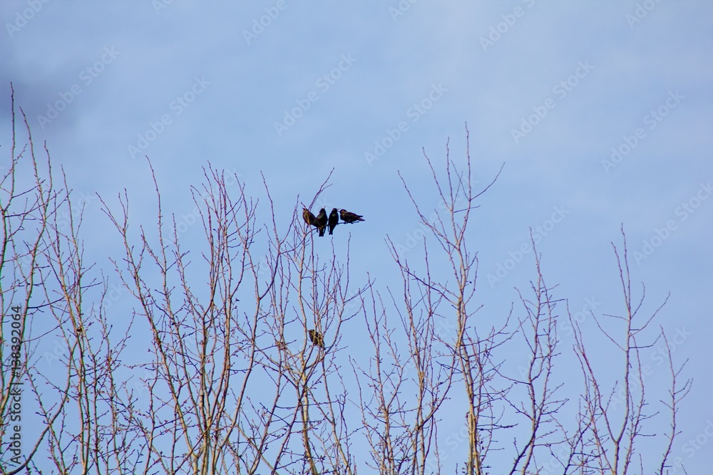Silhouettes of birds on the tree. Silhouettes of birds on the tree.