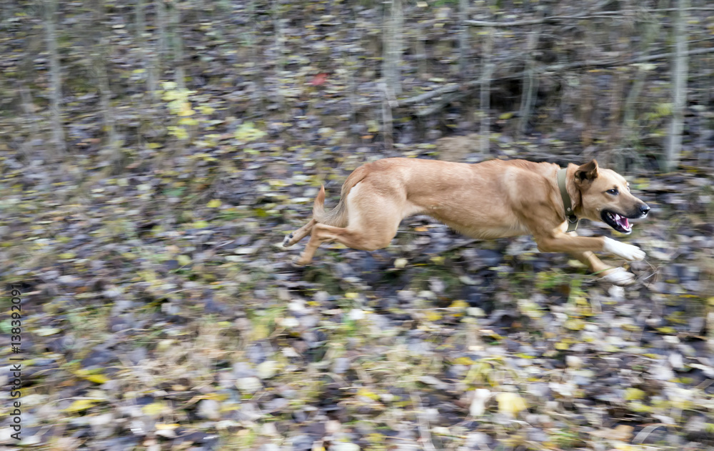 Running dog in the autumn forest. Dog jumps. Running dog in the autumn forest. Dog jumps.