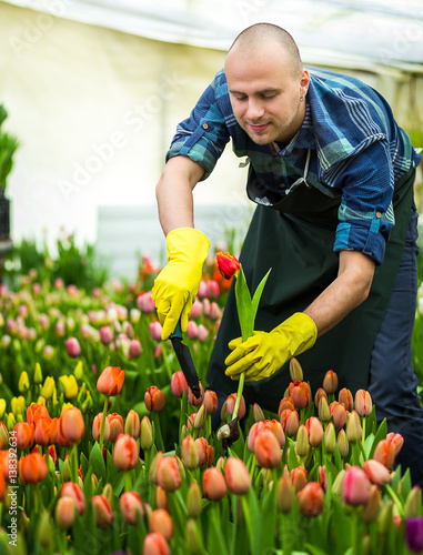 Man gardener florist holding a bouquet of flowers, standing in a greenhouse, where the tulips cultivate,Smiling gardener holding tulips with bulbs,Springtime, lots of tulips,flowers concept © bondvit