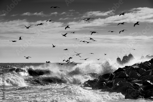 seagulls at the Baltic Sea © janmiko