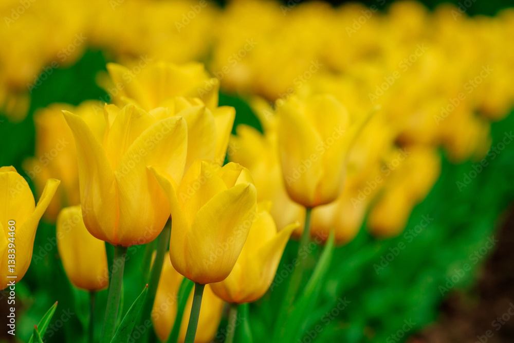yellow tulips , spring flowers yellow tulips , spring flowers