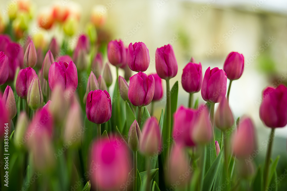 Obraz premium a lot of beautiful multicolored tulips growing on a field, in the garden, in the greenhouse,red,yellow,violet,orange,pink tulups,Springtime, lots of tulips,flowers concept