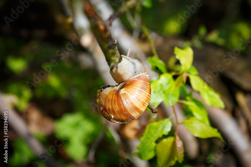 Weinbergschnecke am Ast