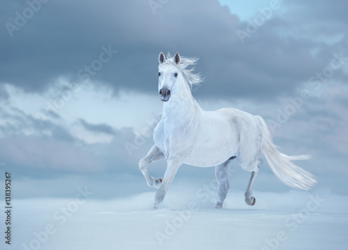 White horse runs on snow on sky background