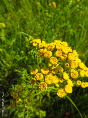 Tansy flowers  Tanacetum vulgare  Common Tansy  Cow Bitter  Mugwort 