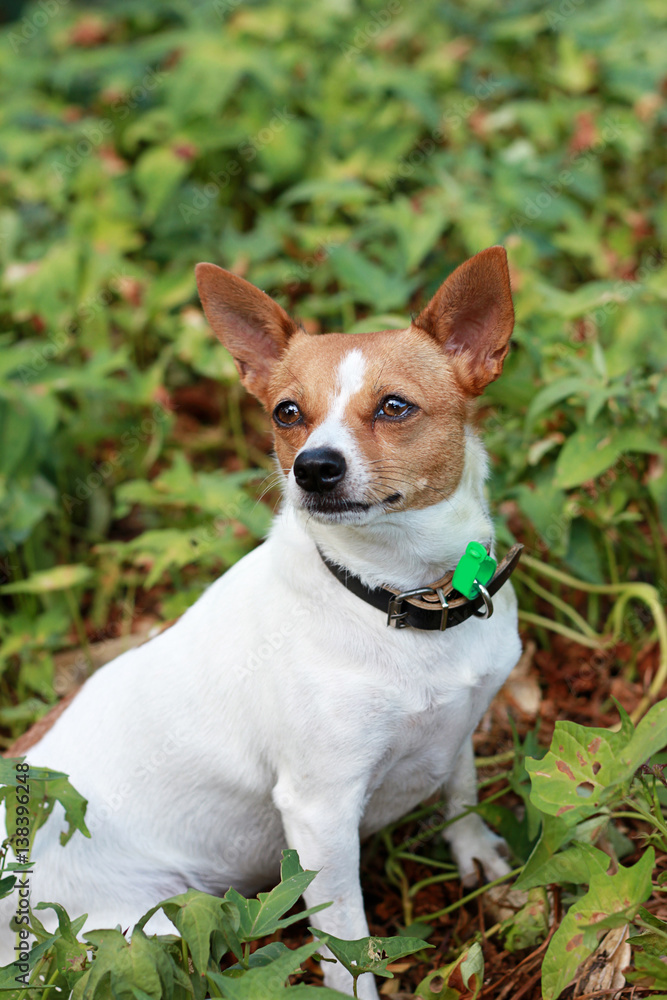 Cute Fox Terrier Cross Sitting Among Garden Foliage Looking Away Cute Fox Terrier Cross Sitting Among Garden Foliage Looking Away